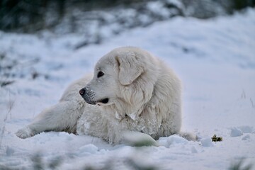 Biały Owczarek © Jacek