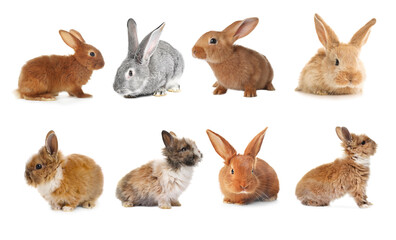 Cute fluffy rabbits isolated on white, set