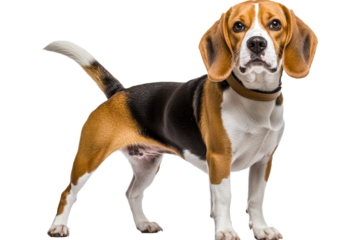 Beagle dog stands in full growth, pet and animals, cut out transparent