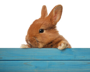 Cute fluffy bunny peeking out from blue wooden fence on white background