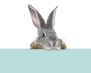 Cute fluffy rabbit peeking out from pastel turquoise paper on white background