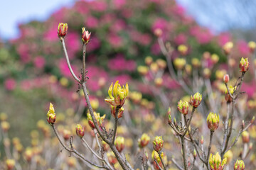 Rhododendron flowers emerging into bloom