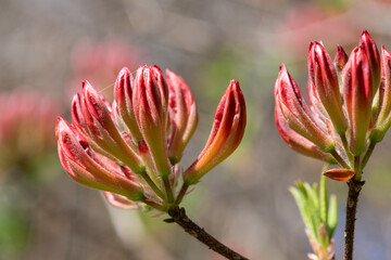Fototapeta premium Orange Rhododendron flowers emerging into bloom