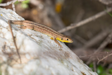 Juvenile Balkan Green Lizard (Lacerta trilineata) resting on a rock