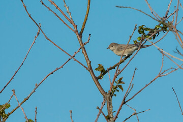 Garden Warbler (Sylvia borin) adult on a branch against a blue sky in the dunes