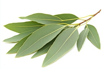 Obraz premium Isolated green eucalyptus leaves on a white backdrop. Flat lay, top view