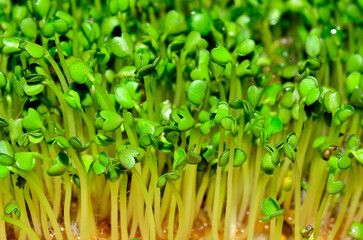 Arugula micro greens