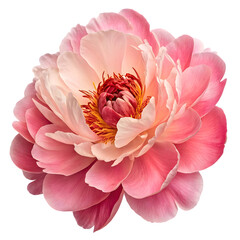 Pink Peony Flower: Bloom Closeup isolated on transparent background