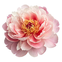 Stunning Pink Peony Flower Image isolated on transparent background