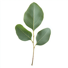 eucalyptus leaf, Isolated on white Background.