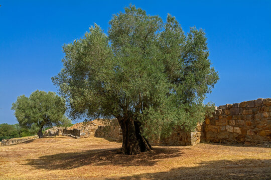 Oil trees and antique ruins of the iberean settlement Puig de Sant Andreu near Ullastret, Spain