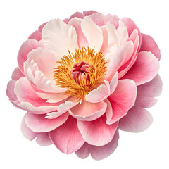 Pink Peony Flower - Bloom, Petal, Blossom Image isolated on transparent background