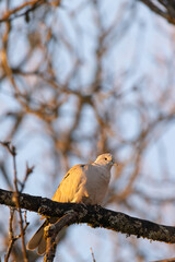 A serene dove perches among tangled branches, bathed in warm golden sunlight.