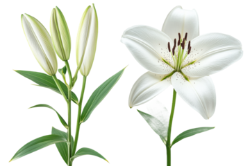 White lily flower and bud, floral nature, elegant, cut out transparent