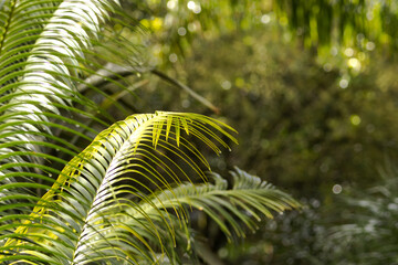 A serene tropical scene featuring lush palm leaves and exotic greenery, creating a dense and...