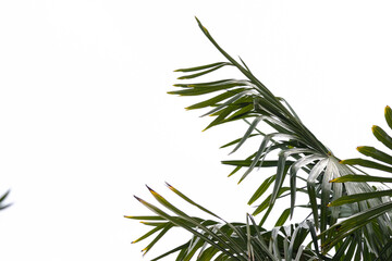 Fototapeta premium A serene tropical scene featuring lush palm leaves and exotic greenery, creating a dense and vibrant natural atmosphere.