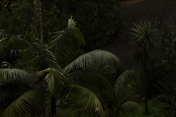A serene tropical scene featuring lush palm leaves and exotic greenery, creating a dense and...