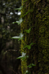 In a quiet, shadowy forest, ivy gently climbs the trunk of a moss-covered tree. The deep greens and soft textures create a serene, timeless atmosphere.