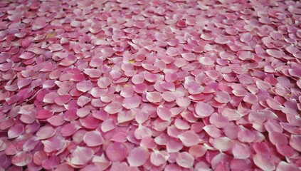 Fototapeta premium A delicate pile of soft pink rose petals beautifully laying on the ground