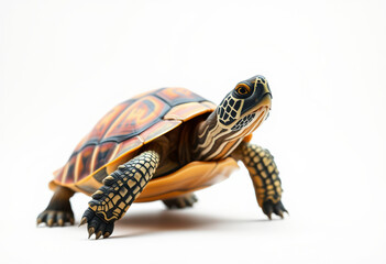Obraz premium Large turtle stands prominently against a white backdrop, showcasing intricate shell designs and vibrant colors in detail.