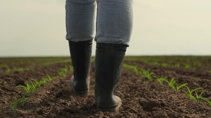 rubber boots corn field, farmer business, dust boots summer, sprout fresh, harvest field summer, farmer rubber boots soil, concept farm agriculture, farmer legs boots, worker go, agriculture concept