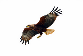 Obraz premium Eagle displays incredible wingspan while soaring effortlessly against a clean backdrop, showcasing its strength and elegance in the air.