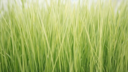 Obraz premium A vast field of tall, lush green grass set against a bright white background