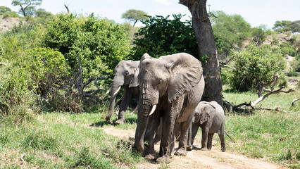 A family of elephants roams the African savanna, showcasing their incredible bond Tarangire...