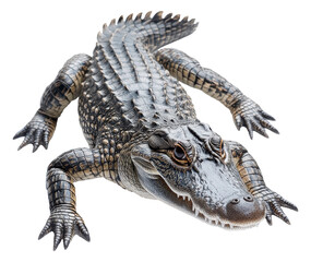 Obraz premium Alligator Crawling Isolated. Wild reptile moving forward. PNG transparent image. Crocodile animal close up view. Scaly skin predator. Water wildlife.