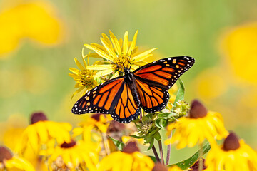 Monarch Butterfly on an Yellow Sunflower