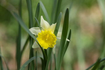 yellow daffodils in spring