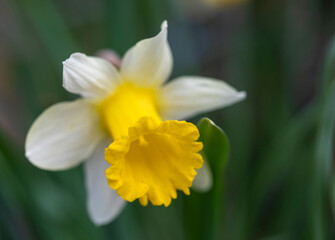 yellow daffodils in spring