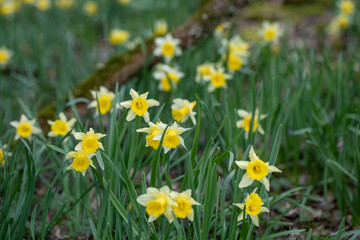 yellow daffodils in spring
