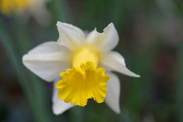yellow daffodils in spring