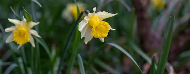 Obraz premium yellow daffodils in spring