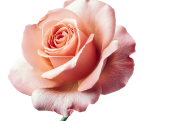 Elegant peach rose blossom, isolated background, tenderness, cut out transparent