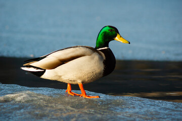 duck on ice