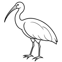 Obraz premium a line drawing illustration of an ibis standing with a curved beak