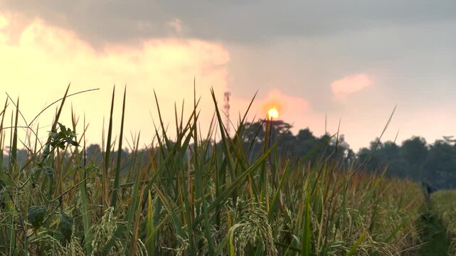 sunset in the field