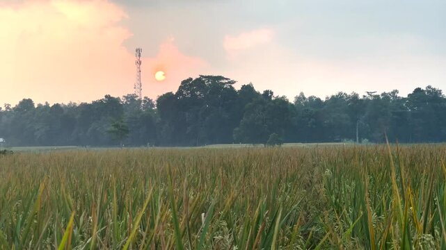 sunrise over the field