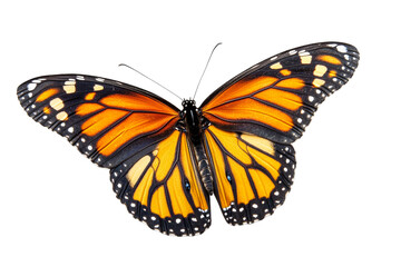 Fototapeta premium Monarch butterfly with orange wings and spots, cut out transparent