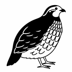 Fototapeta premium a black and white illustration of a quail, showcasing its distinctive features and elegant profile