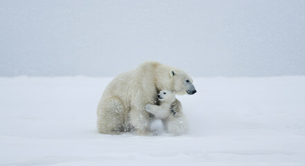 Polar Bear Mother and Cub Embracing in Snowy Arctic Landscape