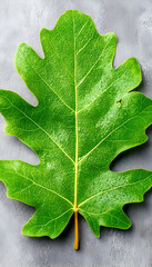 Fototapeta premium Close-up fig leaf on gray surface. Possible use Nature photography