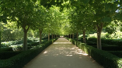 Fototapeta premium Sun Dappled Path Through Lush Green Garden