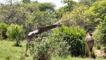 The majestic Giraffe and Antelope coexist beautifully within a vibrant Serengeti landscape...