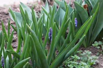 Fototapeta premium hyacinth in spring