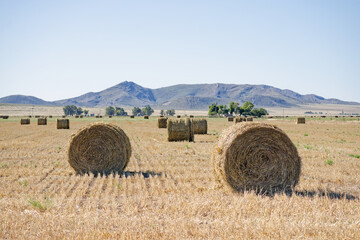 Round hay bales drying in field under summer sun with mountains in background © Gabriel