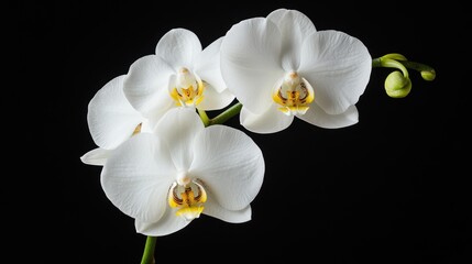Fototapeta premium Elegant White Orchids on Black Background in Stunning Detail