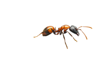 Ant isolated against black backdrop, cutout transparent